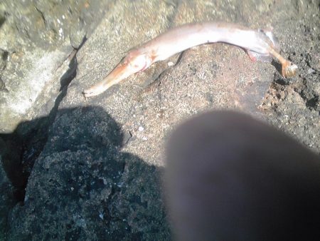 ヤガラがアジを丸呑み